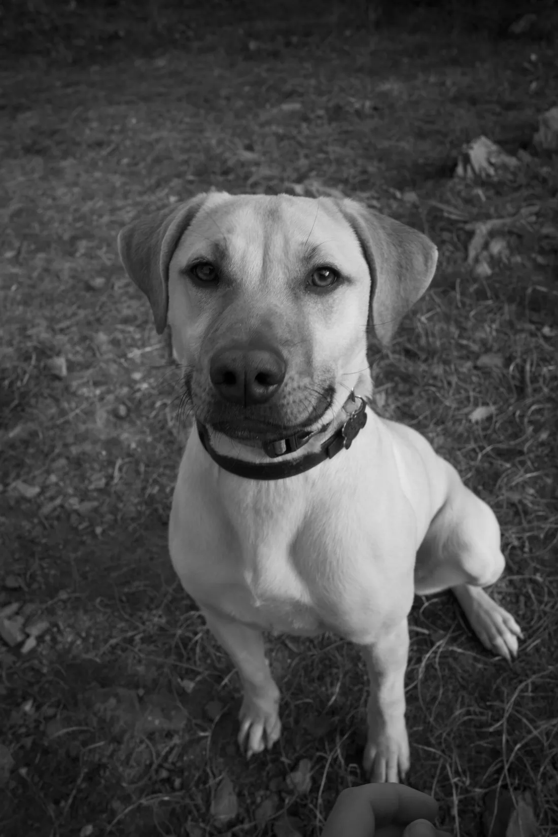A black and white photo of a pale, floppy-eared dog sitting on dry grass and looking up at the camera with a cheeky smile.