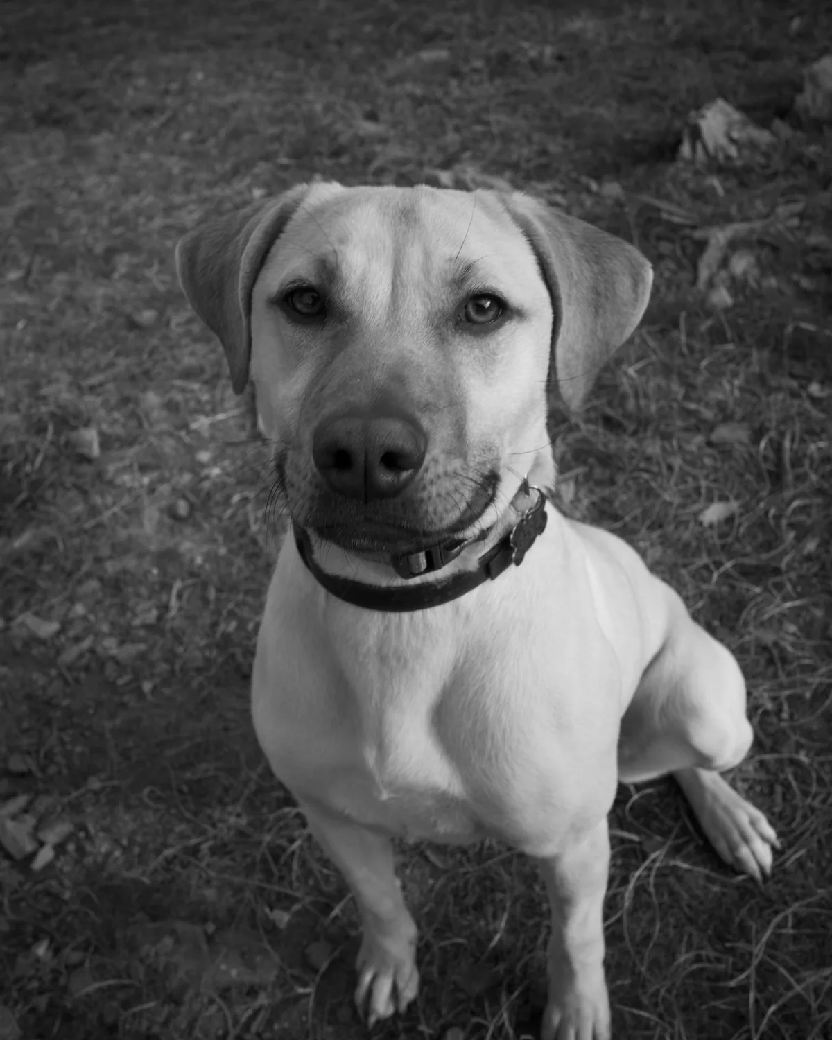 A black and white photo of a pale, floppy-eared dog sitting on dry grass and looking up at the camera with a cheeky smile.